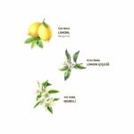 Classic Lemon Cologne 400 ML Glass Bottle - Image 2